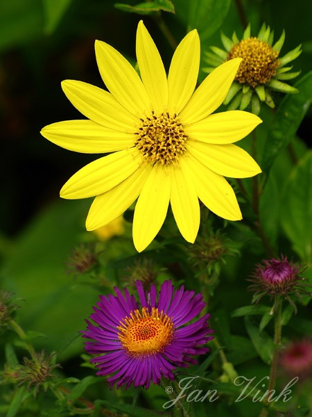 Helianthus Lemon Queen en Herfstaster Violetta tuin Wijkeroog
