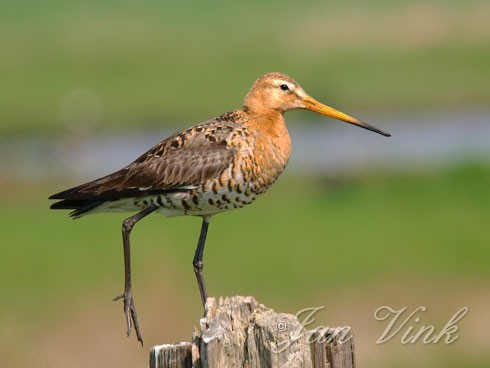 Grutto op paal in de Krommenieer Woudpolder
