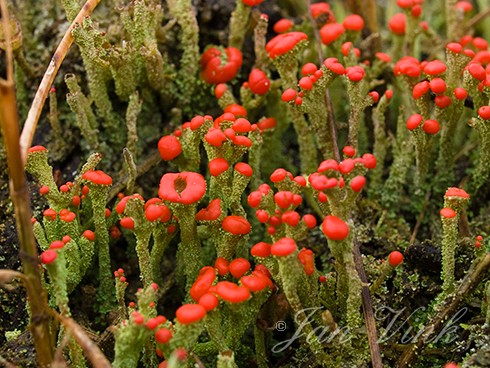Rode heidelucifer, korstmos in de duinen van Staatsbosbeheer Schoorl