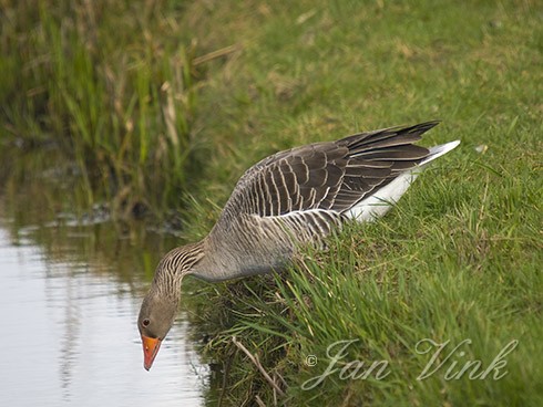 Grauwe gans, vlak voor duik in sloot, Zwaansmeerpad, Krommenieër Woudpolder