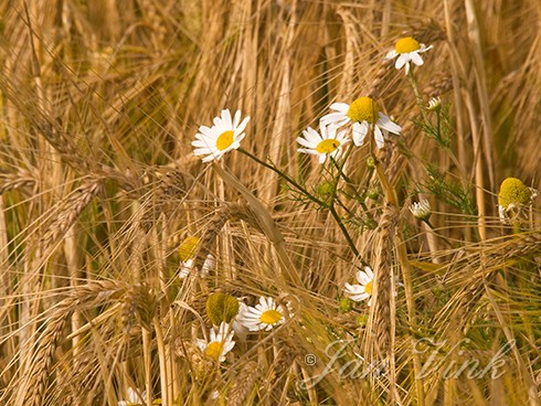 Echte kamille, bloemen tussen gerst, Spaarnwoude