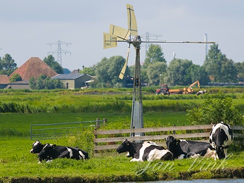 Koeien in polderlandschap, met watermolentje, tractor met kar, boerderij, damhek, balen kuilgras en hoogspanningsmasten, Krommenieër Woudpolder
