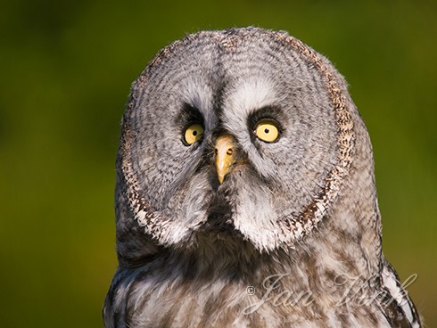 Laplanduil, detail kop, Vogelpark Avifauna