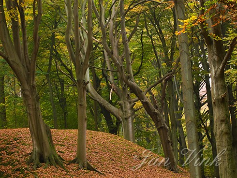 In het beukenbos, Landgoed Elswout