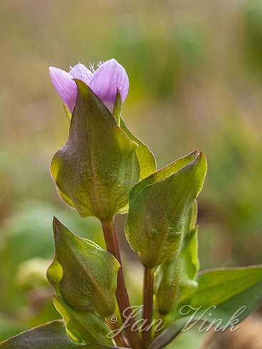 Veldgentiaan, detail bloem en bloemknoppen, Noordhollands Duinreservaat Egmond