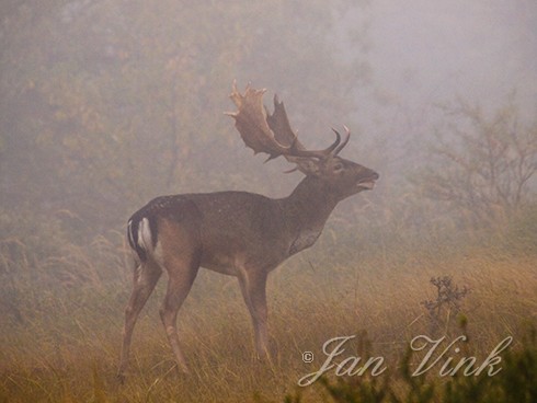 Damhert, bok, burlen, knorren, in de mist, Amsterdamse Waterleiding Duinen