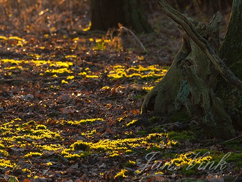 Mos op bosbodem, beschenen door opkomende zon, Amsterdamse Waterleiding Duinen