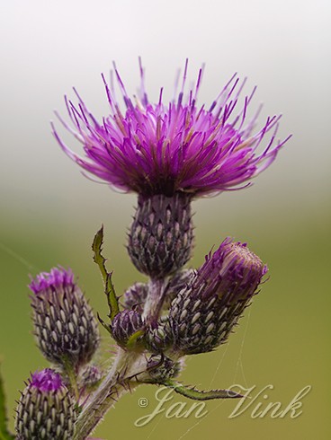 Kale jonker, detail bloem en bloemknoppen, Zwanenwater