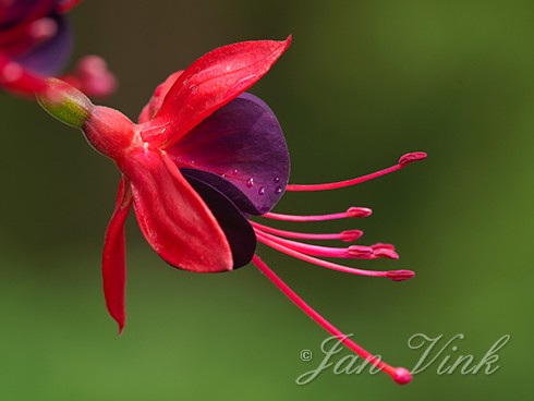 Fuchsia, variëteit, detail bloem, Fuchsiaboerderij Stokkum