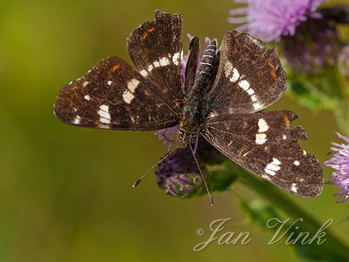 Insecten