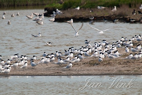 Grote stern, grote sterns, op eilandje in De Putten