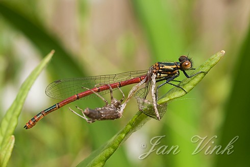 Insecten