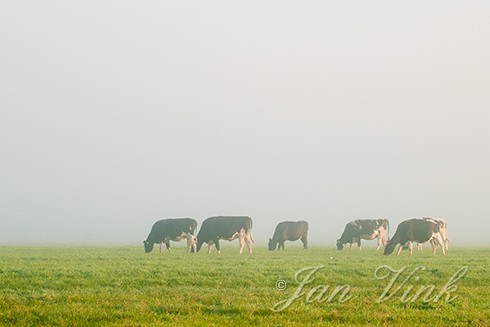 Koe, koeien, zwartbont, in de mist en vroeg zonlicht, polder bij Assendelft