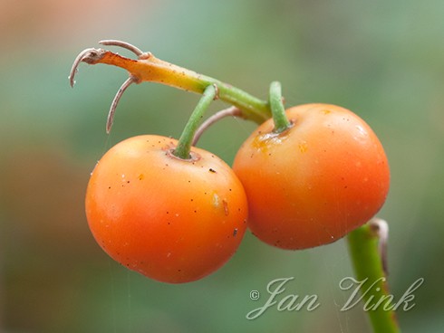 Planten
