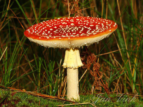 Vliegenzwam Boswachterij Schoorl Staatsbosbeheer.