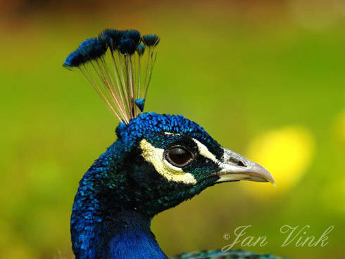 Pauw detail kop Vogelpark Avifauna