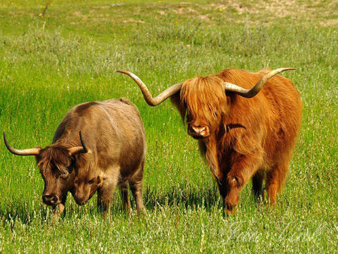 Schotse hooglanders bij het Vogelmeer Nationaal Park Zuid-Kennemerland