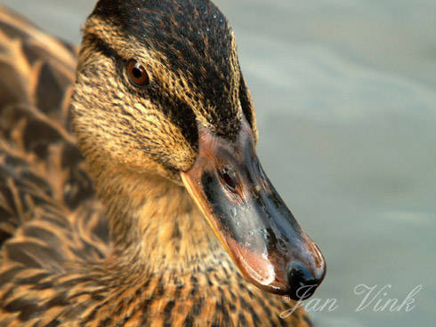 Wilde eend vrouwtje detail kop in Vogelpark Avifauna