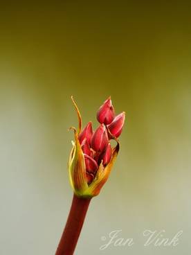 Zwanenbloem ontluikende bloemknop Krommenieer Woudpolder