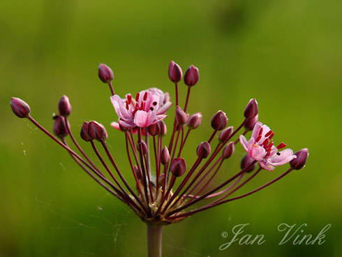 Zwanenbloem bloemscherm Wormer- en Jisperveld