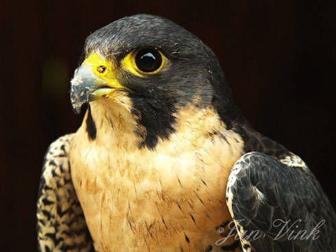 Slechtvalk Roofvogeltuin Jan Cees Lont