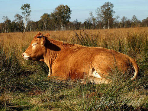 Koe ras Limousin zonnend in de Mariapeel