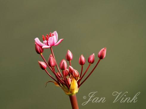 Zwanenbloem Krommenieer Woudpolder