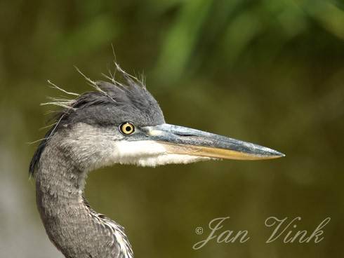 Blauwe reiger, juveniel detail kop Wijkermeerpolder