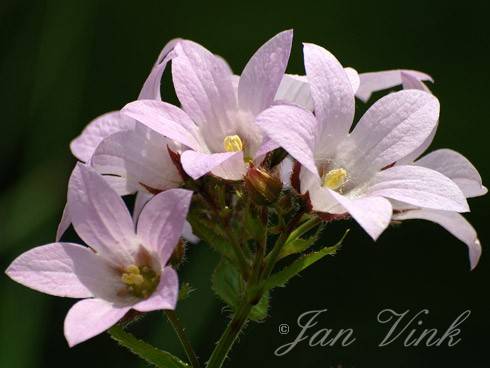 Klokjesbloem lactiflora Loddon Anna tuin Wijkeroog