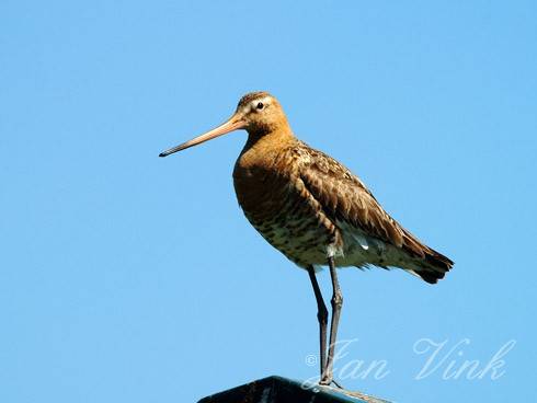 Grutto op lantaarnpaal Castricummerpolder