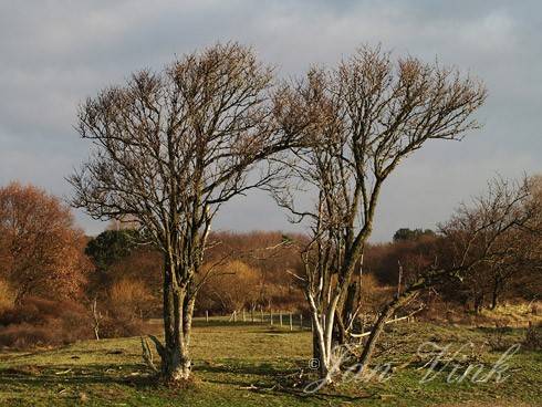 Twee vlieren in de Amsterdamse Waterleiding Duinen