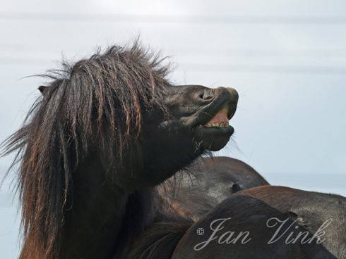 Shetlandpony flemen op Aagtendijk Beverwijk