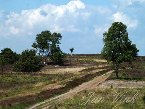 Heide en berken op de Elspeetsche Heide