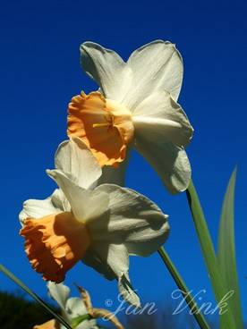 Narcis Salome tuin Wijkroog