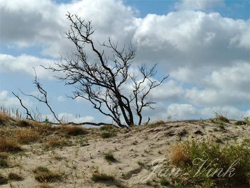 Zomereik, dode boom Noordhollands Duinreservaat bij Bergen aan Zee