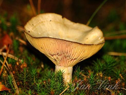 Trechterzwam, vermoedelijk, Boswachterij Schoorl Staatsbosbeheer.