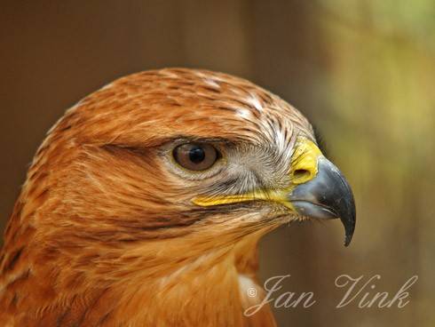 Arendbuizerd, detail kop roofvogeltuin Jan Cees Lont