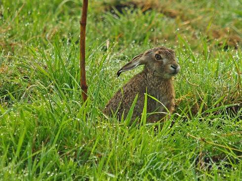 Haas in vogelreservaat De Reef bij Westzaan