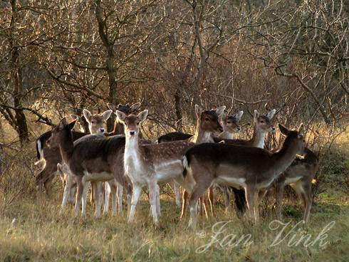 Damherten, roedel in de Amsterdamse Waterleiding Duinen