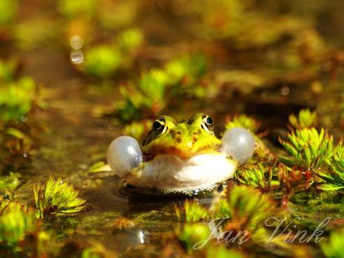 Groene kikker, kwakend in de vijver in de tuin