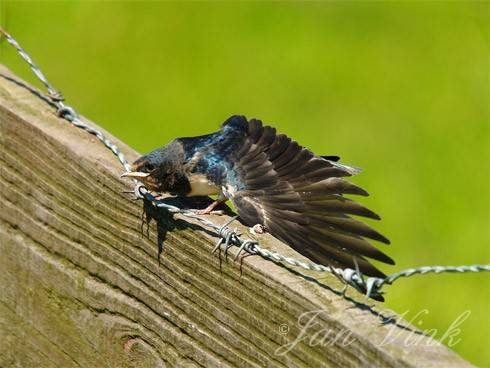 Boerenzwaluw, juveniel op hekje met prikkeldraad Spaarnwoude