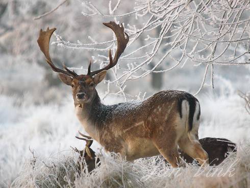 Damhert, bok in de winterse Amsterdamse Waterleiding Duinen