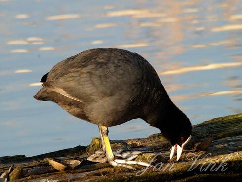 Meerkoet op balk in jachthaven Akersloot.