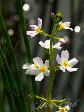 Waterviolier, bloemen en holpijp in sloot langs de Westbroekroute