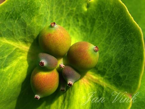 Tuinkamperfoelie rijpende bessen tuin Wijkeroog