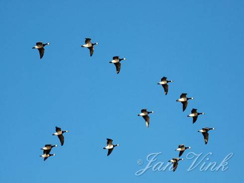 Brandganzen vliegend boven Marken