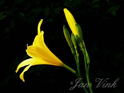 Daglelie varieteit lilioasphodelus, bloemen en bloemknoppen op tuin Wijkeroog