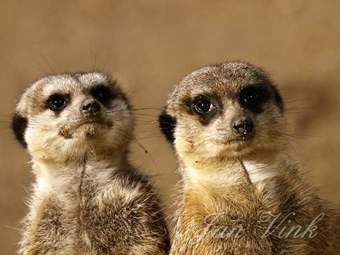 Stokstaartjes Ouwehands Dierenpark