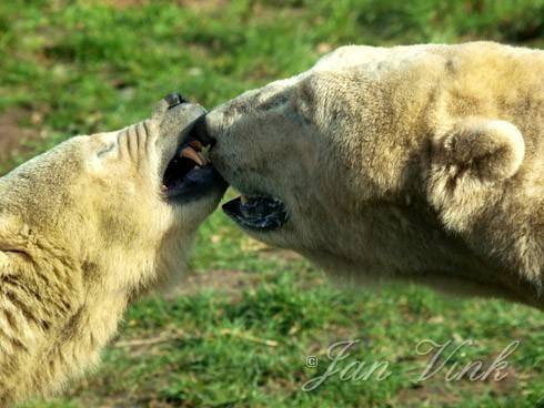 IJsberen, it looks like kissing to me, but..... Ouwehands Dierenpark