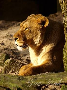 Leeuwin, rustend achter een boom Ouwehands Dierenpark